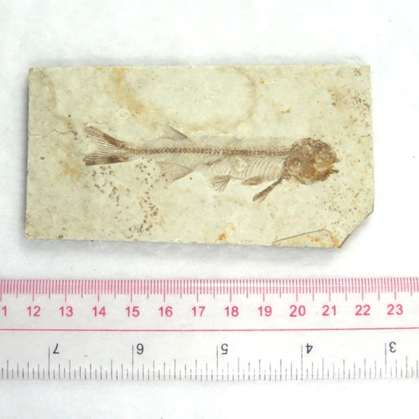 FÓSSEIS DE PEIXES